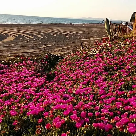 Lupo Di Mare